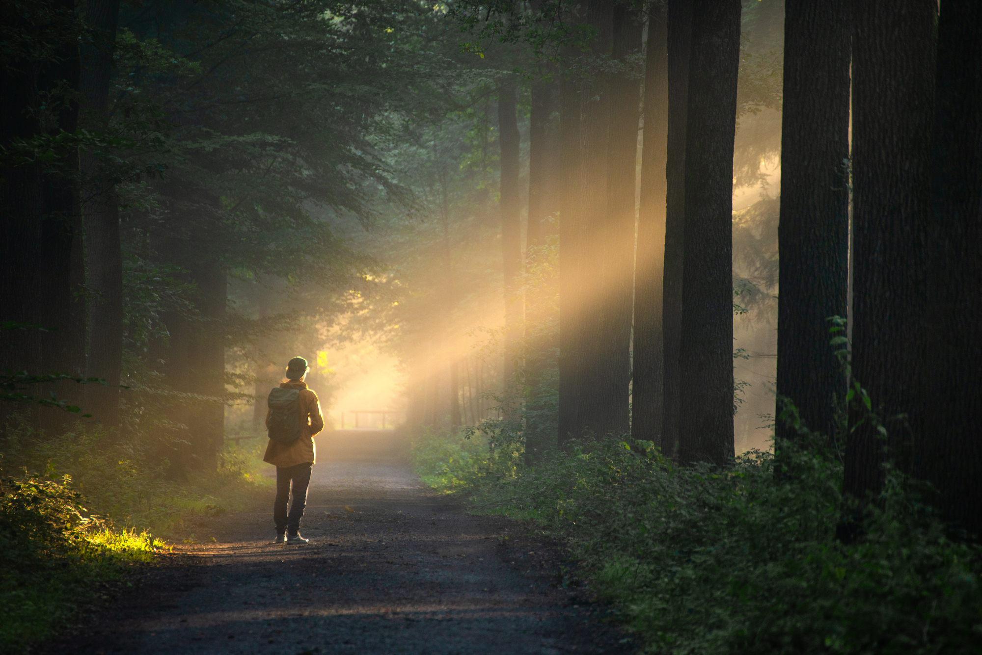 man walking through sunlit forest