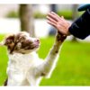 Dog giving a person a high five
