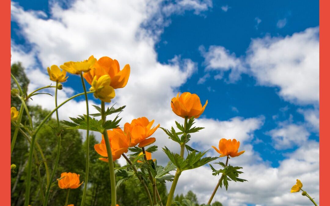 Cultivating Self-Compassion, A Path to Resilience